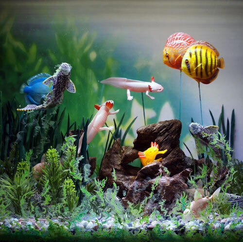 ボックジオラマ「観賞魚」